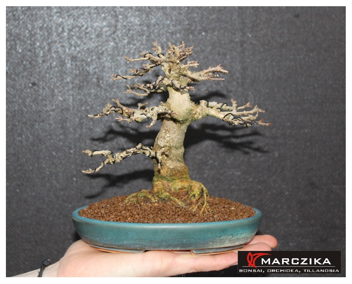 Lombtalan shohin bonsai, bonsai átültetés után, shohin méretű Premna japonica.